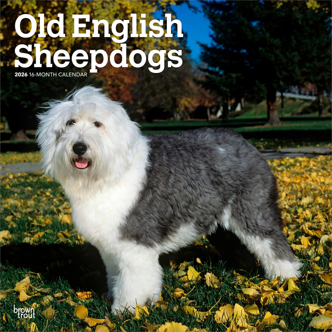 Old English Sheepdogs | 2026 12 x 24 Inch (Hanging) Monthly Square Wall Calendar | Plastic-Free